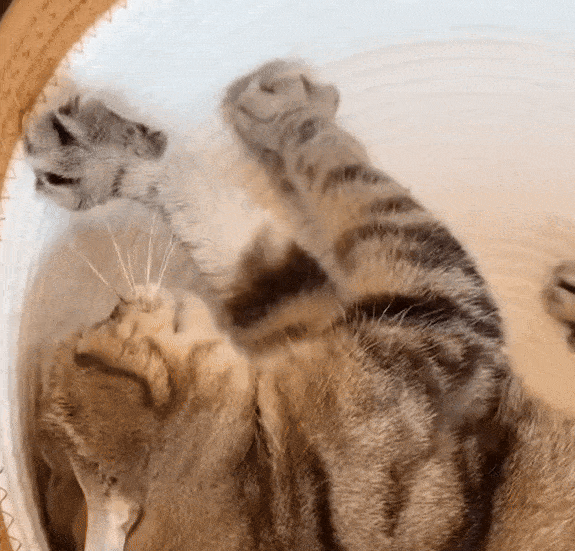 Instinct Cat Territory Basket